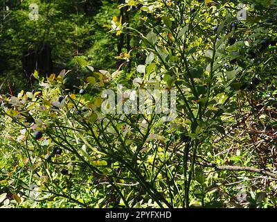 Mirtillo, o mirtillo mirtillo Vaccinium myrtillus, un arbusto a bassa crescita, una specie del genere Vaccinium della famiglia delle Heatheraceae. Bosco di bacche viola blu selvatiche e foglie verdi. Raccogliere le bacche. Foto Stock