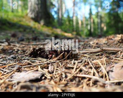 I coni di pino o abete rosso giacciono sul fogliame essiccato e sugli aghi di pino. primo piano. Sentiero forestale in una foresta di conifere. Alberi verdi sullo sfondo. Il tema dell'ecologia e della conservazione delle foreste Foto Stock