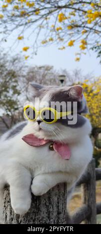 Il proprietario di un animale domestico porta il gatto a parcheggiare per la vista in primavera con un bel sfondo crisantemo Suzuki Foto Stock