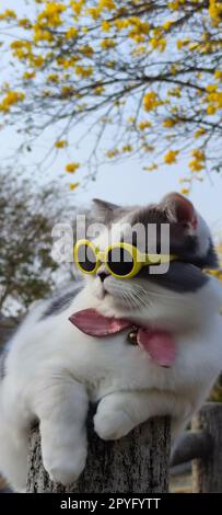 Il proprietario di un animale domestico porta il gatto a parcheggiare per la vista in primavera con un bel sfondo crisantemo Suzuki Foto Stock