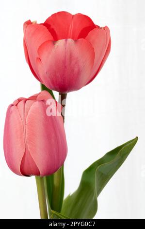 Tulipani rossi arancioni appena tagliati in un vaso di vetro trasparente. Foto Stock