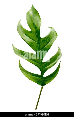 giungla tropicale monstera foglie isolate su uno sfondo bianco Foto Stock