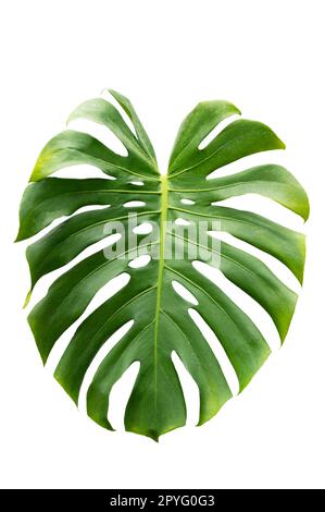 Foglie di monstera foglie con isolare su sfondo bianco lascia su bianco Foto Stock