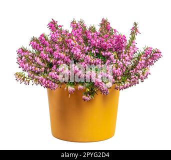 Pianta di erica isolata in vaso invernale-fiorente Foto Stock