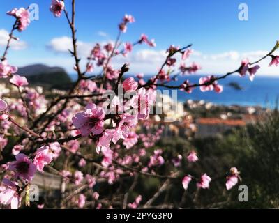 Primo piano ramo rosa di mandorli e la città offuscata sulla riva del mare. Destinazioni di viaggio europee Foto Stock