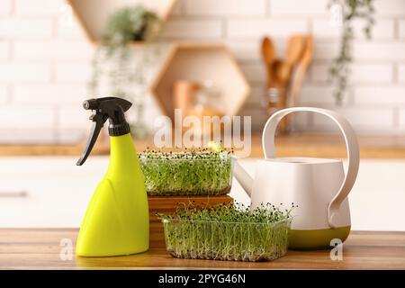 Contenitori in plastica con micro verde, annaffiatoio e spray sul tavolo in cucina Foto Stock