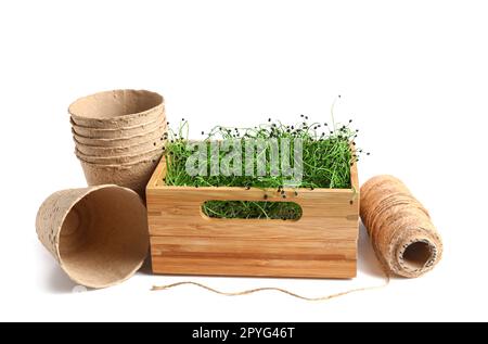 Scatola di legno con micro verde fresco, pentole di torba e corda su sfondo bianco Foto Stock