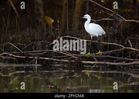 Un bellissimo uccello innevato si appende su un ramo con il fiume Congo sullo sfondo, mostrando le sue eleganti piume bianche e il becco affilato Foto Stock