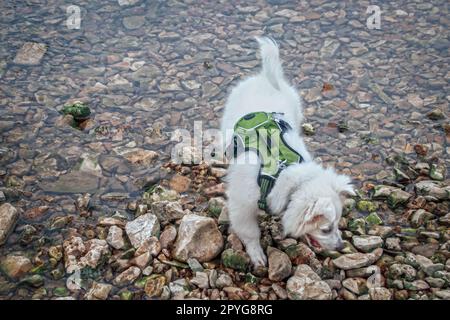 Soffice cucciolo bianco americano Eskimo con balena con zaino piccolo che gioca in acqua e rocce al bordo del fiume Foto Stock