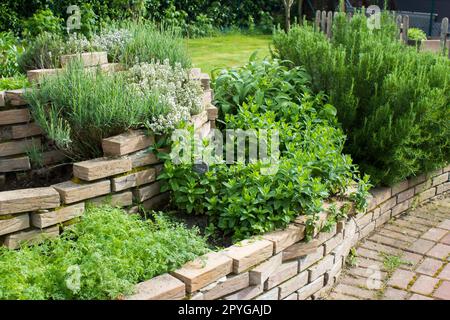 spirale di erbe in giardino con erbe fresche Foto Stock