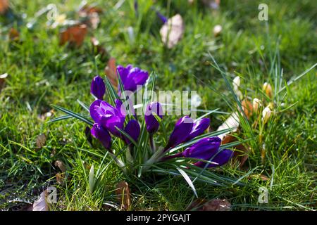 fiori di crocus in giardino - fiori primaverili - fuoco morbido Foto Stock