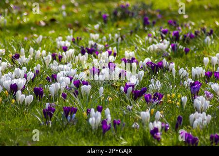 fiori di crocus in giardino - fiori primaverili - fuoco morbido Foto Stock