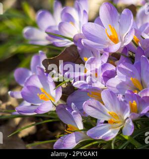 fiori di crocus in giardino - fiori primaverili - fuoco morbido Foto Stock
