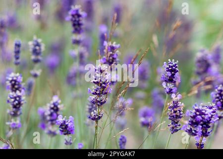 fiori di lavanda in un giardino naturale sfondo estivo, immagine sfocata, messa a fuoco selettiva Foto Stock