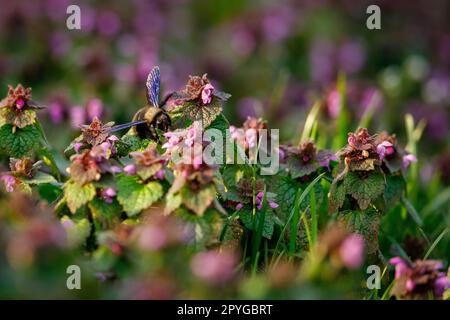 La grande ape di falegname blu Foto Stock