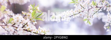 Delicati fiori di ciliegio in primavera Foto Stock