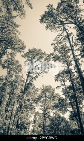 Cime degli alberi, tronchi d'albero visti dal basso. Parco nazionale di Table Mountain. Foto Stock