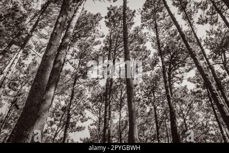 Cime degli alberi, tronchi d'albero visti dal basso. Parco nazionale di Table Mountain. Foto Stock