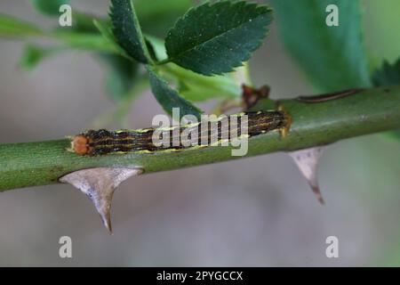 Il bruco di una grande falena antigelo, Erannis defoliaria su un impianto. Foto Stock