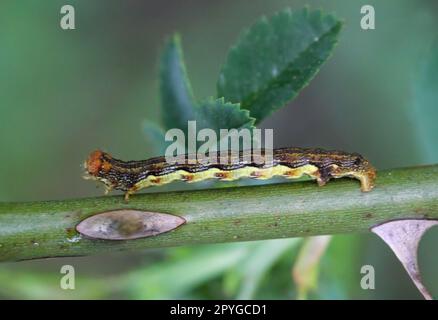Il bruco di una grande falena antigelo, Erannis defoliaria su un impianto. Foto Stock