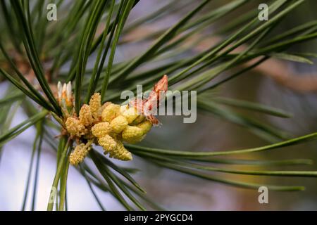 Giovani germogli e fiori su un albero di conifere. Primo piano della conifera di un ramo. Foto Stock