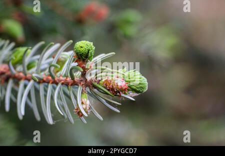 Giovani germogli e fiori su un albero di conifere. Primo piano della conifera di un ramo. Foto Stock