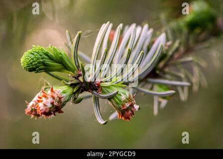 Giovani germogli e fiori su un albero di conifere. Primo piano della conifera di un ramo. Foto Stock