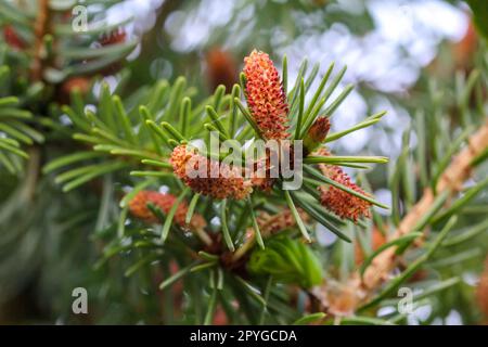 Giovani germogli e fiori su un albero di conifere. Primo piano della conifera di un ramo. Foto Stock