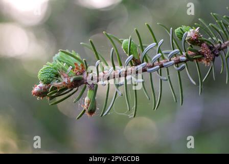 Giovani germogli e fiori su un albero di conifere. Primo piano della conifera di un ramo. Foto Stock