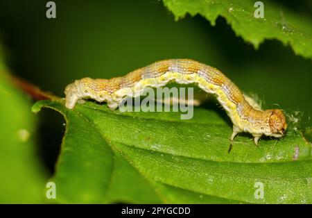 Il bruco di una grande falena antigelo, Erannis defoliaria su un impianto. Foto Stock