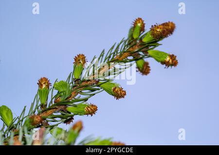 Giovani germogli e fiori su un albero di conifere. Primo piano della conifera di un ramo. Foto Stock