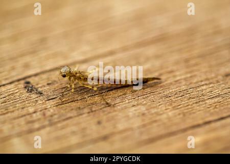 La larva di una libellula immatura. Foto Stock