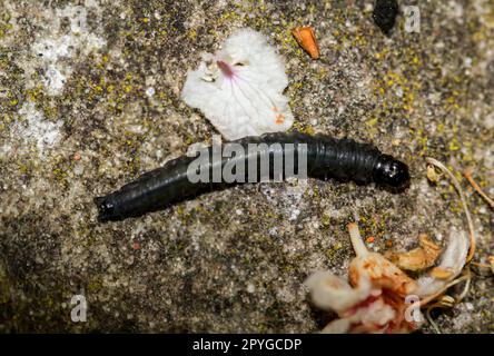 Primo piano di un Caterpillar nero scuro, un gufo invernale. Foto Stock