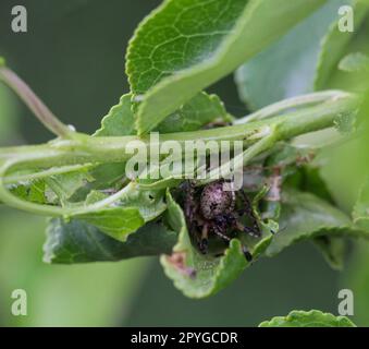 Un ragno a quattro macchie ha costruito il suo nido tra le foglie di un cespuglio. Foto Stock