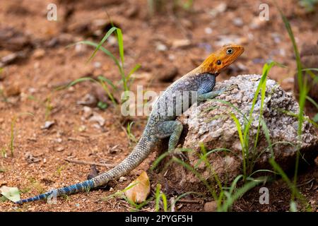 Questa foto mostra i colori vivaci e le caratteristiche uniche della lucertola agama mentre si crogiola al sole su una roccia nella Riserva Orientale dello Tsavo Keniota. ITS Foto Stock