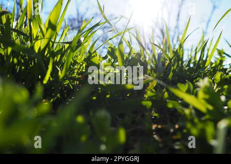 Giovane erba verde succosa nei raggi del sole del mattino contro il cielo blu. Primavera in Serbia. Marcia soleggiata. Gli alberi non hanno ancora rilasciato le loro foglie. Prato ravvicinato, profondità di campo bassa Foto Stock