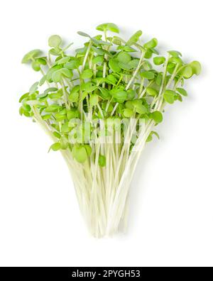 Microgreen di senape bianca o gialla, mazzo di Sinapis alba fresca Foto Stock