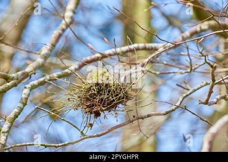 La foresta di troll - Rebild, Danimarca. La foresta incantata nel Parco Nazionale di Rebild, Jutland, Danimarca. Foto Stock