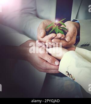 Favorire la crescita aziendale. Immagine ritagliata di mani che tengono una piccola pianta che cresce nel suolo. Foto Stock