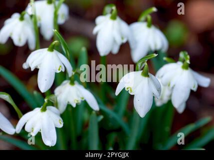 Nevralgia comune - Galanthus nivalis Foto Stock