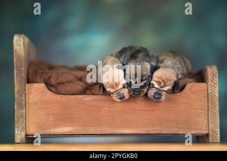 Piccoli cuccioli che dormono a letto Foto Stock