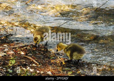 Coppia di adorabili anatroccoli che raccolgono foglie e rami presso l'altopiano dei sei Laghi in Germania Foto Stock