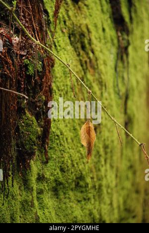 Foto verticale di grandi rocce verdi e lucide nel Paradiso Boemo nella Repubblica Ceca Foto Stock