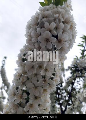 Fiori di ciliegio all'inizio della primavera nel giardino da vicino Foto Stock