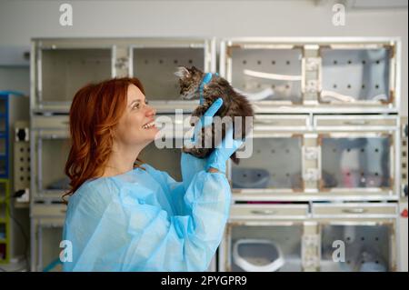 Giovane donna veterinario giocare con gattino dopo le procedure di governare Foto Stock