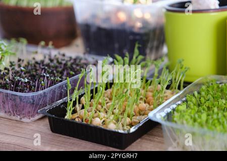 Giardino della cucina - microgreens che crescono sul windowsill a casa Foto Stock