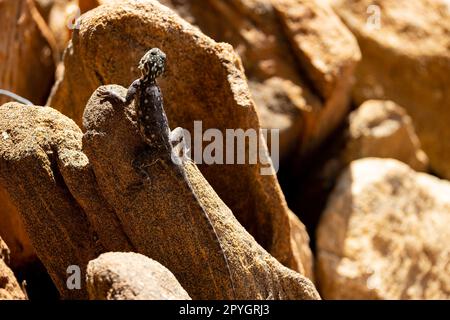 Questa foto mostra i colori vivaci e le caratteristiche uniche della lucertola agama mentre si crogiola al sole su una roccia nella Riserva Orientale dello Tsavo Keniota. ITS Foto Stock