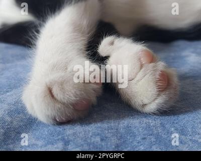 Primi piani delle zampe di un gatto bianco e nero. Il gattino dorme su una coperta blu con le zampe fuori. Foto sfocata intorno ai bordi. Dita morbide e morbide e tamponi rosa per gatto. Foto Stock