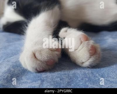 Primi piani delle zampe di un gatto bianco e nero. Il gattino dorme su una coperta blu con le zampe fuori. Foto sfocata intorno ai bordi. Dita morbide e morbide e tamponi rosa per gatto. Foto Stock