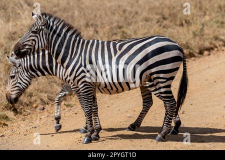 Zebre selvatiche nel parco nazionale del serengeti Foto Stock